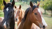 Husdyrvoldgift for Heste Heste generelt