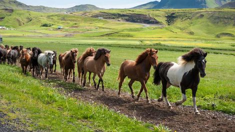Tilskadekomst - hængning Heste generelt