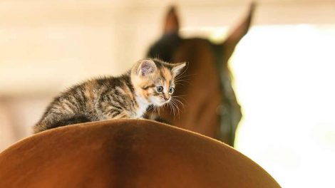 Bedøvelse Heste generelt