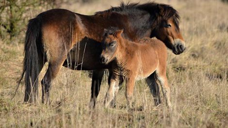 Vaccinationsregler Heste generelt