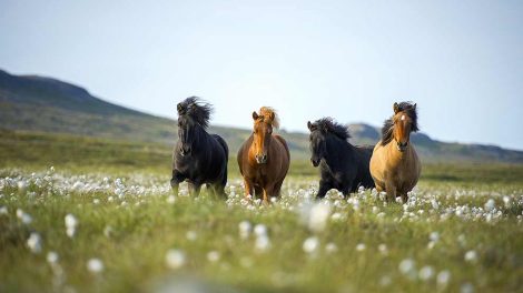 Blod- og plasmatransfusion Heste generelt