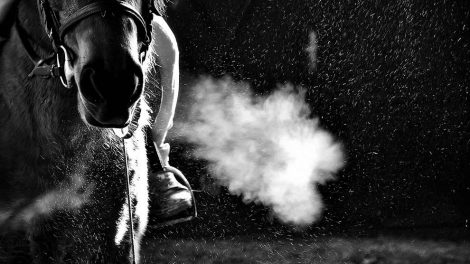 Aflivning af hest Heste generelt