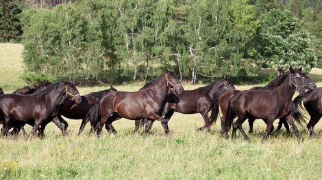 Bekendtgørelse om transport af dyr Heste generelt