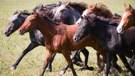 Kastration af hingst Heste generelt