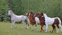 Hvad vejer din hest? Heste generelt