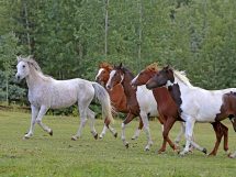 Hvad vejer din hest?, Dyrlægevagten