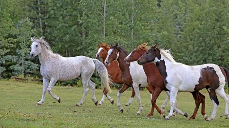 Hvad vejer din hest? Heste generelt