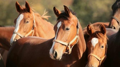 Mund- og klovesyge Heste generelt