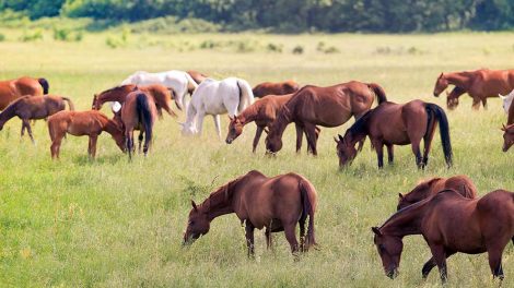 Transport af heste med fly Heste generelt