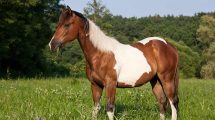 Bekendtgørelse om bekæmpelse af mund- og klovesyge Heste generelt