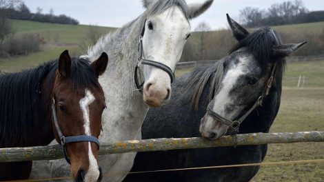 Vandrende pind Heste generelt