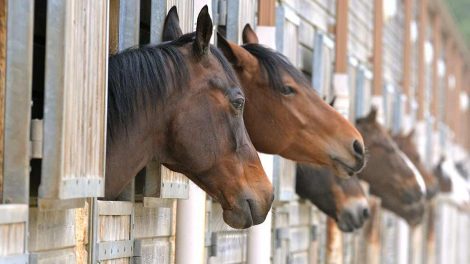 Græsensilage Heste generelt