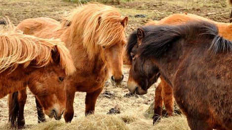 Rideulykker Heste generelt