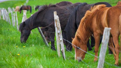 Koldt vand Heste generelt