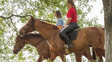 Næsebrems Heste generelt