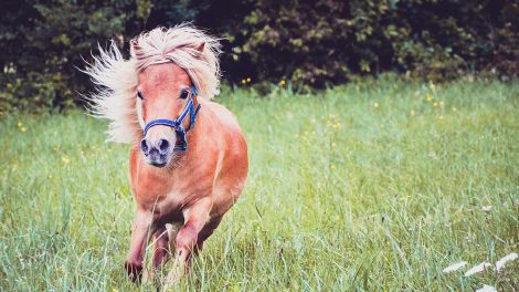 Temperaturregulation Heste generelt