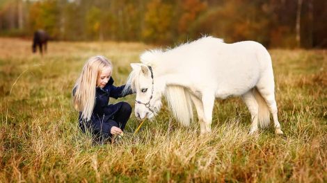 Chipmærkning Heste generelt