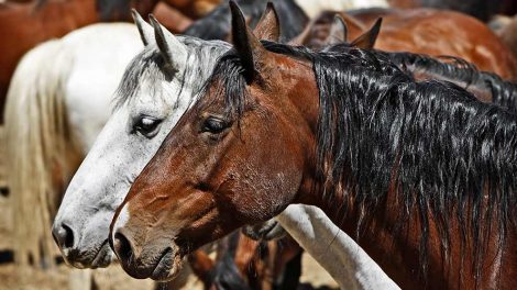 Gødskning af græsmarker Heste generelt
