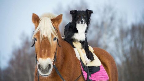 Tilvænning til græsfolden Heste generelt
