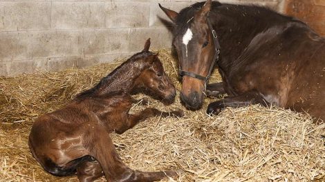 Biopsi Heste generelt