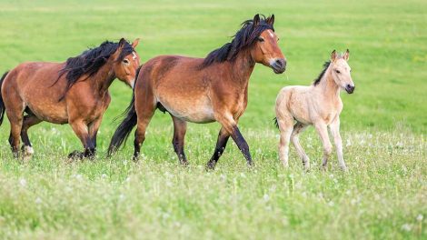 Injektionsskade Heste generelt