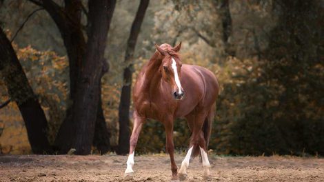 Kiropraktik Heste generelt