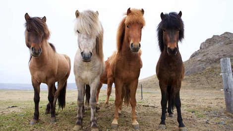 Kryptorkisme Heste generelt