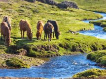 Vinterpels, Dyrlægevagten