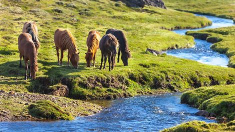 Vinterpels Heste generelt