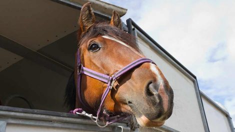 Øjenundersøgelse Heste generelt