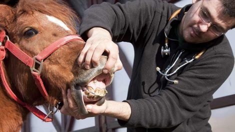 Om køb af hest på prøve Heste generelt