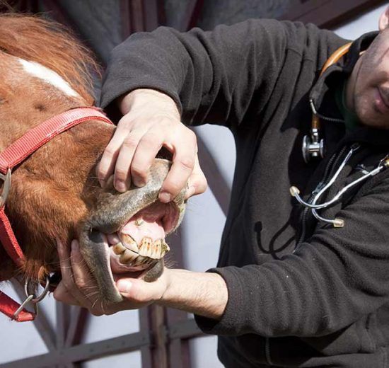 Om køb af hest på prøve Heste generelt
