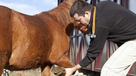 Røntgen Heste generelt