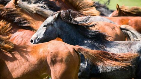 Antibiotika Heste generelt