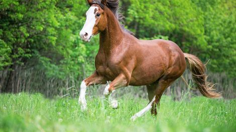 Iltmangel Heste generelt