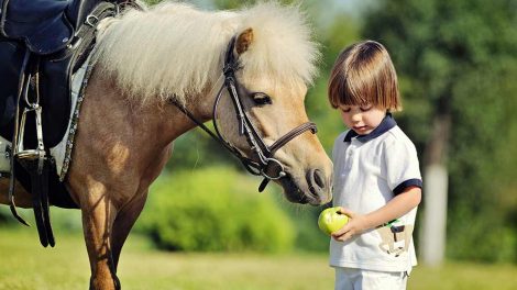Jod desinfektion Heste generelt