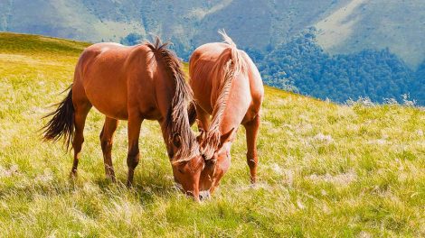 Lokalbedøvelse Heste generelt
