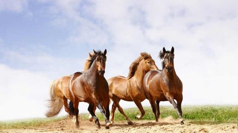 Spatprøve Heste generelt