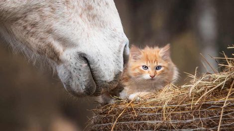 Specific til kat Heste generelt