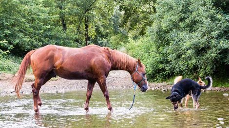 Shetlandspony Heste racer
