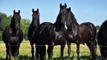 Medicin - forfangenhed Heste spørg dyrlægen