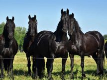 Medicin - forfangenhed Heste spørg dyrlægen