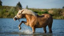 Udegående heste Heste spørg dyrlægen