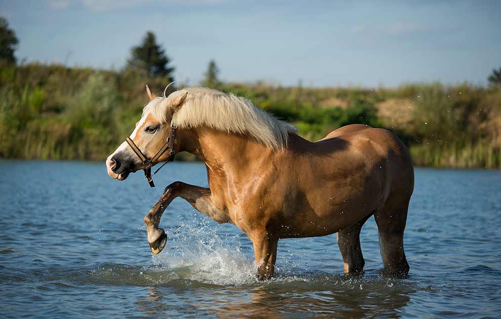 Udegående heste Heste spørg dyrlægen