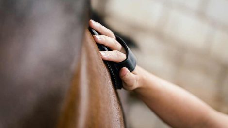 En værdig død Heste spørg dyrlægen