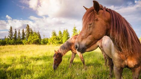 Influenza Heste sygdomme
