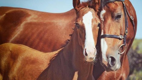 Ringorm Heste sygdomme