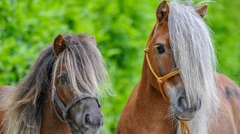 Tænder Heste sygdomme