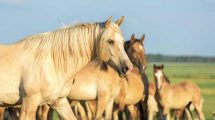Knæskalsforrækkelse Heste sygdomme