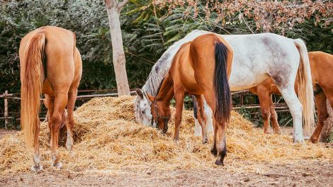 Kværke Heste sygdomme